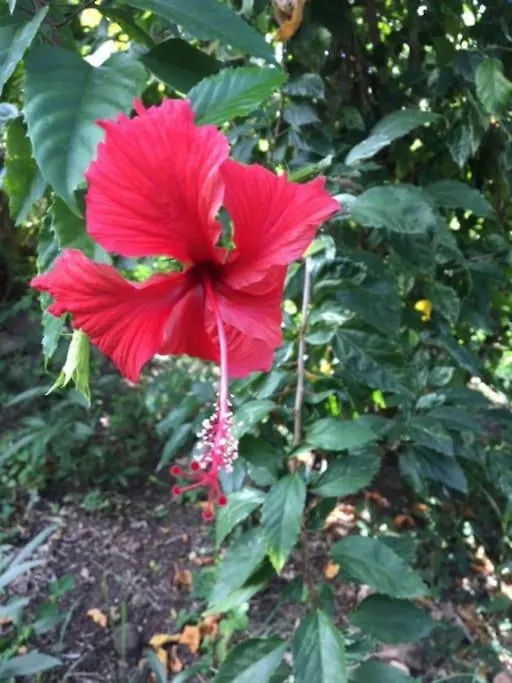 Hebergement Bouillante Petite Anse - 100M Plage 0*,  Guadeloupe